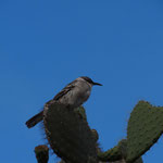 Santa Fe - Mocking Bird
