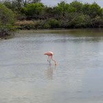 Mosquera Island - Flamingo