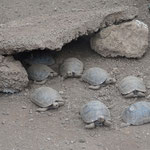 Charles Darwin Station - Baby-Riesenschildkröten