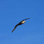 Española Island - Albatross