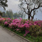 Parco Ciani, Lugano