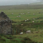 雨に煙る草原で羊たちが草を食んでいます。