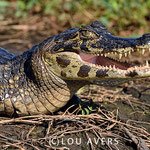 Regungslos und wie versteinert beobachten die Brillenkaimane des Pantanal ihre Umgebung - (c) Lou Avers