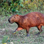 Capybara running 