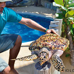 Tamar biologist Gonzalo Rostan showing off a Hawksbill Turtle 