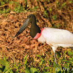 The Jabiru Stork (Jabiru mycteria) can be until 1, 60 meter high