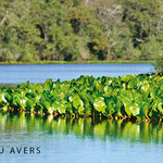 Waterlilies at riverside of Rio Claro 