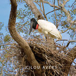 Jabiru stork (Jabiru mycteria) in his huge nest