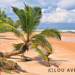 Kokospalmen so weit das Auge reicht, Praia Busca Vida - (c) Lou Avers