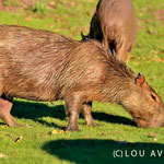 Capybaras are vegetarians and like to eat grass 