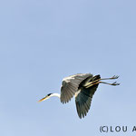 Common stork (Mycteria americana) during flight