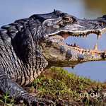 Caiman taking sun bath with open mouth