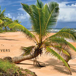Coconut palm trees at beach Praia Busca Vida