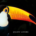 Toco toucan (Ramphastos toco) in the Iguassu National Park