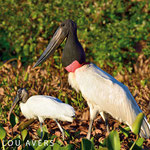 Jabiru stork (Jabiru mycteria)  and common stork (Mycteria americana) looking for food at riverside