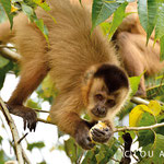 Capuchin monkey (Cebus capucinus) eating fruits in a tree 