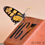 Monarch butterfly on the "Table of Luck" in the Restaurant Porto Canoas, National Park Iguassu, Brazil 
