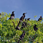   Great Black Cormorants (Phalacrocorax carbo) sitting on a breeding tree 