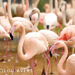 Flamingos in the Parque das Aves, Foz do Iguacu, Brazil