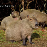 Capybara family (Hydrochoerus hydrochaeris) at riverside of Rio Claro