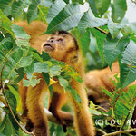 Baby of Capuchin monkey family (Cebus capucinus) searching for mother