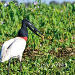 The Jabiru stork (Jabiru mycteria) is called Tuiuiú in the Pantanal
