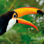 Toucan (Ramphastos toco) chatting 