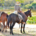 Pantanal cowboys take care of huge free living cattles