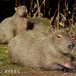 Capybara parents with child at riverside of Rio Claro 