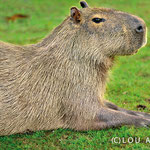 Capybara (Hydrochoerus hydrochaeris) lying in the grass