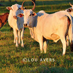 Nelore cows are relatives of the indian Zebu and Brahma cows, they are adapted to the climate of teh wetlands