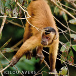 Capuchin monkey (Cebus capucinus) climbing a tree looking for fruits