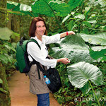 Enormous leaves of tropical plant in the Parque das Afes in Foz do Iguacu
