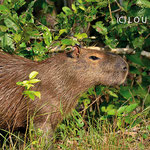 Capybara (Hydrochoerus hydrochaeris) 