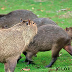 "Capybara" means "grass-eater" in the local indio language 