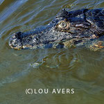 An Futter mangelt es in den Gewässern des Pantanal nicht - (c) Lou Avers