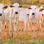 Pantanal cows "Nelore" race 