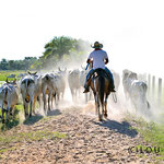 Pantanal cowboy working with live stock farming
