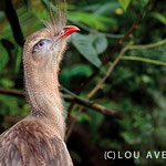 Seriemas (Cariamidae) are very curious, Bird´s Park, National Park Iguacu, Brazil