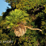 Fächerpalme inmitten dichten Bäumen - (c) Lou Avers