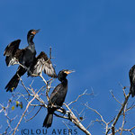 Cormorants (Phalacrocorax carbo) drying wings 