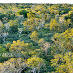 Rainforest - sensible eco system in the Pantanal and habitat of a huge biodiversity 