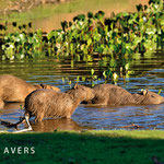 Capybaras entering in the water at Pousada Rio Mutum