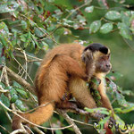 Capuchin monkey (Cebus capucinus) scratching head 