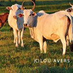 Nelore Rinder sind eine Kreuzung aus indischen Zebu und Brahmarindern (c) Lou Avers