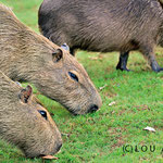 Capybaras live in family groups 