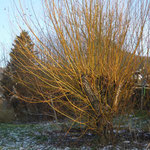 Yellow Willow