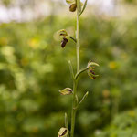 Ophrys araignée, Ophrys sphegodes, le Garde, Cénac. Samedi 25 avril 2020. Photographie : Christian Coulais