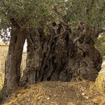 uralter Olivenbaum