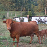 La creuse terre d'élevage : Gastronomie la viande Limousine
